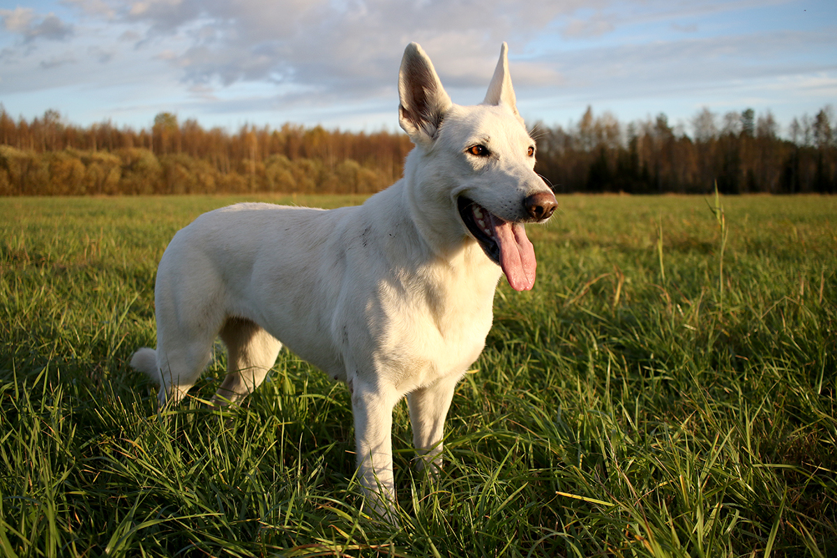 White shepherds – females