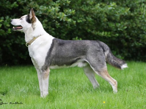 Siberian huskies – males