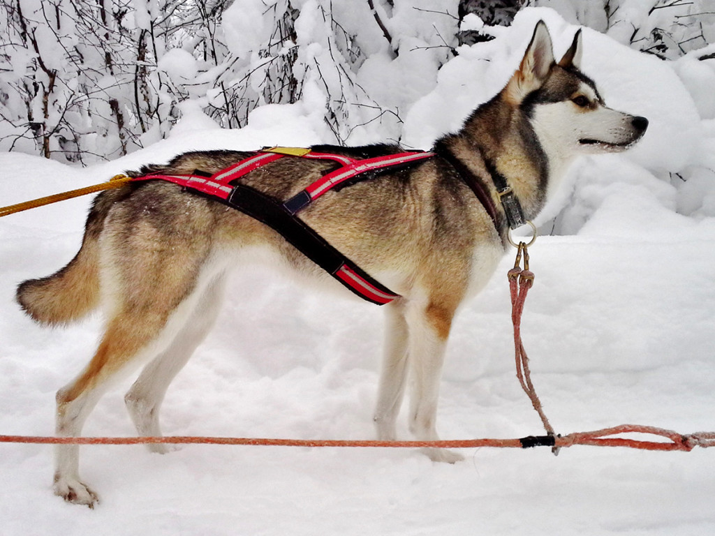 Siberian Huskies – puppies