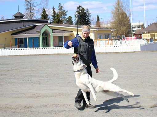 White shepherds – males